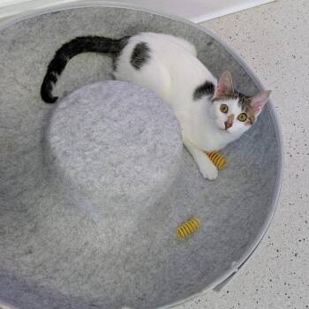 Domestic Short Hair Cats Available for Adoption in Portland, Oregon - Violet | PetCurious