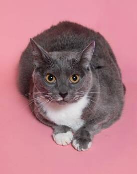 Domestic Short Hair Cats Available for Adoption in Herndon, Virginia - Luna | PetCurious