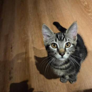 Molson (Moe) -  Domestic Short Hair Cat for Adoption in Abbotsford, British Columbia - Molson (Moe) | PetCurious