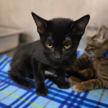 Dona Meowria -  Domestic Short Hair Cat for Adoption in San Jacinto, California - Dona Meowria | PetCurious