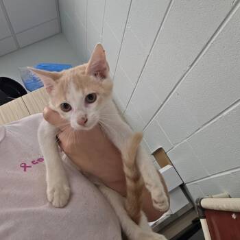 Dirt Boy -  Domestic Short Hair Cat for Adoption in Chattanooga, Tennessee - Dirt Boy | PetCurious