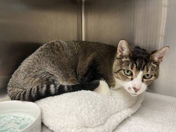 Rescue Domestic Short Hair Cats for Adoption in Stratham, New Hampshire - Dutch (companion To Lamia) | PetCurious