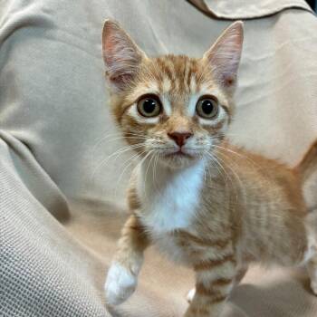 Giligan -  Domestic Short Hair Cat for Adoption in Columbus, North Carolina - Giligan | PetCurious