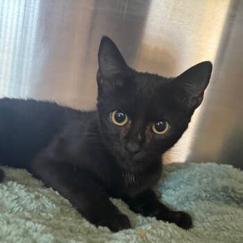 Salem -  Domestic Short Hair Cat for Adoption in Lake Panasoffkee, Florida - Salem | PetCurious