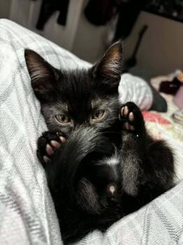 Archie -  Domestic Short Hair Cat for Adoption in Topeka, Kansas - Archie | PetCurious