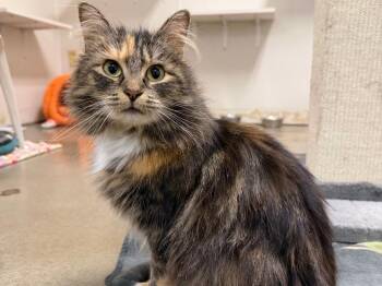 Torbie and Domestic Medium Hair Cats Available for Adoption in Raleigh, North Carolina - Lashay | PetCurious