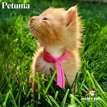 Domestic Long Hair Cats Available for Adoption in Council Bluffs, Iowa - Tea Garden Litter: Petunia | PetCurious