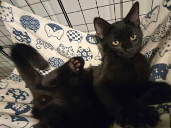 Domestic Short Hair Cats Available for Adoption - Belvedere =^.^= | PetCurious