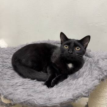 Rescue Domestic Short Hair Cats for Adoption in Williston, Florida - Cristina | PetCurious