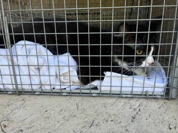 A802080 -  Domestic Medium Hair Cat for Adoption in Louisville, Kentucky - A802080 | PetCurious
