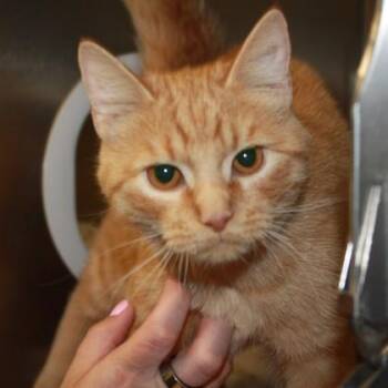 Domestic Short Hair Cats Available for Adoption in Richmond, Virginia - Enoki | PetCurious