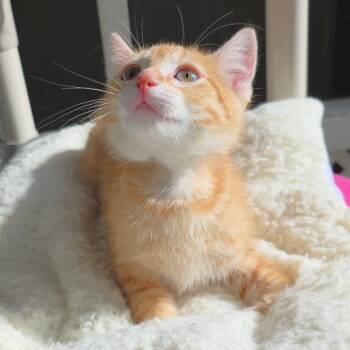 Nelly -  Domestic Short Hair Cat for Adoption in Michigan City, Indiana - Nelly | PetCurious