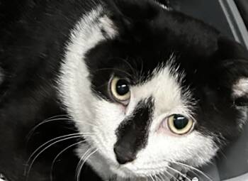 Rescue Domestic Short Hair Cats for Adoption in Spartanburg, South Carolina - Jello | PetCurious