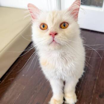 Halle -  Burmilla and Himalayan Cat for Adoption in Brampton, Ontario - Halle | PetCurious