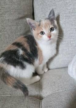 Douce -  Domestic Short Hair Cat for Adoption in Terrebonne, Quebec - Douce | PetCurious