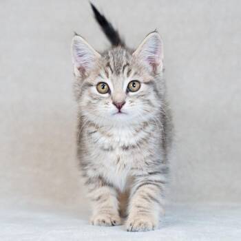 Domestic Short Hair Cats Available for Adoption in Sunnyvale, California - Will | PetCurious