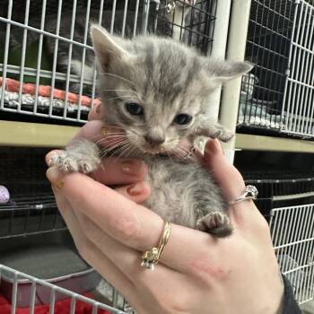 Okra -  Domestic Short Hair Cat for Adoption in Milford, Iowa - Okra | PetCurious