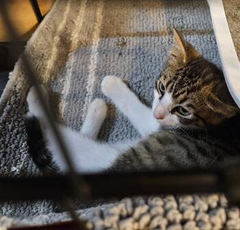 Rev -  Domestic Medium Hair Cat for Adoption in Blairsville, Georgia - Rev | PetCurious