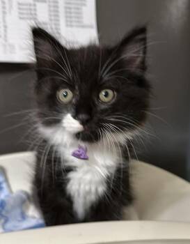 Domestic Medium Hair Cats Available for Adoption in Bolivar, Missouri - Roughy | PetCurious