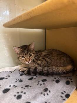 Koji 2 -  Domestic Short Hair Cat for Adoption in Fort Lupton, Colorado - Koji 2 | PetCurious