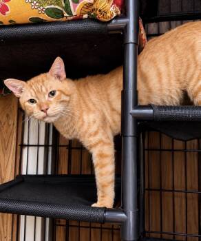 Gingy (tripod) -  Domestic Short Hair Cat for Adoption in The Woodlands, Texas - Gingy (tripod) | PetCurious