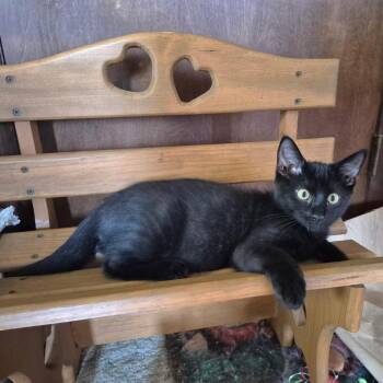 Mr. Denzel Whiskers -  Domestic Short Hair Cat for Adoption in Monticello, Iowa - Mr. Denzel Whiskers | PetCurious