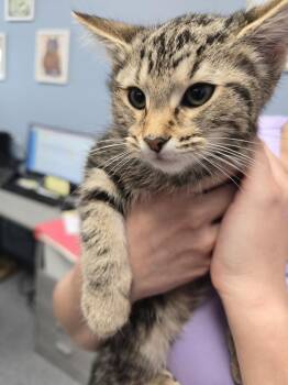 Adele -  Domestic Short Hair Cat for Adoption in Evansville, Indiana - Adele | PetCurious