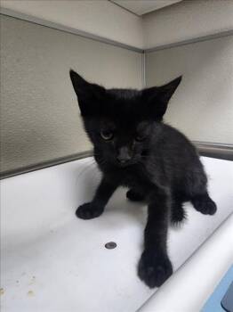 Rescue Domestic Short Hair Cats for Adoption in Tracy, California - AJO | PetCurious