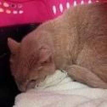 Domestic Short Hair Cats Available for Adoption in St. Augustine, Florida - Harley | PetCurious