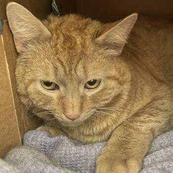 Domestic Short Hair Cats Available for Adoption in Pickerington, Ohio - Sherman | PetCurious