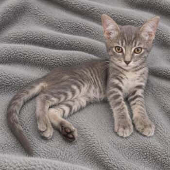Lenny -  Domestic Short Hair Cat for Adoption in Tucson, Arizona - Lenny | PetCurious