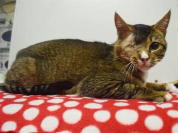 VERITAS -  Domestic Short Hair Cat for Adoption in Sacramento, California - VERITAS | PetCurious