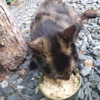 Food Critic -  Domestic Short Hair Cat for Adoption in Asheville, North Carolina - Food Critic | PetCurious
