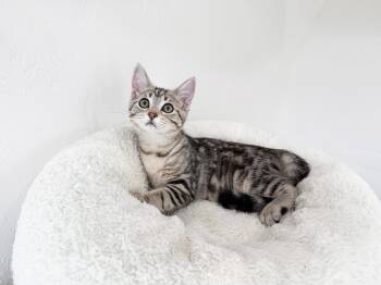 Daisy - friendly adorable little sweetie pie -  Tabby Cat for Adoption in Neenah, Wisconsin - Daisy - Friendly Adorable Little Sweetie Pie | PetCurious