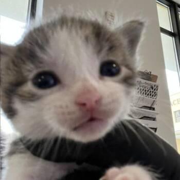 Charles -  Domestic Short Hair Cat for Adoption in West Palm Beach, Florida - Charles | PetCurious