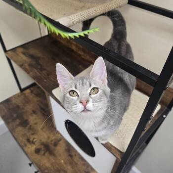 Katara -  Domestic Medium Hair Cat for Adoption in Huntsville, Alabama - Katara | PetCurious
