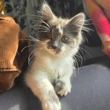 Ellie Elizabeth C12528 -  Domestic Medium Hair Cat for Adoption - Ellie Elizabeth C12528 | PetCurious