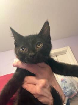 Domestic Short Hair Cats Available for Adoption in Belton, Missouri - Taffeta | PetCurious