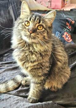 Rescue Domestic Medium Hair and Tabby Cats for Adoption in Chertsey, Quebec - Lilas | PetCurious