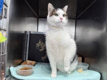 Foxy -  Domestic Medium Hair Cat for Adoption - Foxy | PetCurious