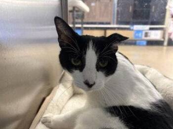 Domestic Short Hair Cats Available for Adoption in Herndon, Virginia - Rex | PetCurious