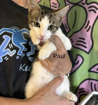 Paul -  Domestic Short Hair and Tabby Cat for Adoption in Roslyn Heights, New York - Paul | PetCurious