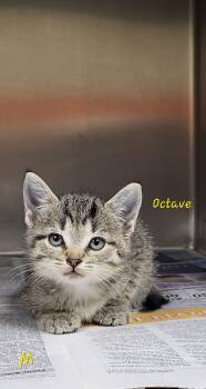 Octave -  Domestic Short Hair Cat for Adoption in Marion, Mississippi - Octave | PetCurious