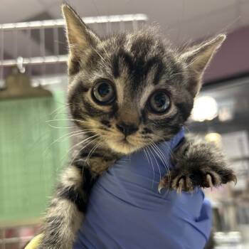 Italy -  Domestic Short Hair Cat for Adoption in Salt Lake City, Utah - Italy | PetCurious