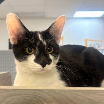 Rescue Domestic Short Hair Cats for Adoption in Tallahassee, Florida - Comet @ Fat Cat Cafe | PetCurious