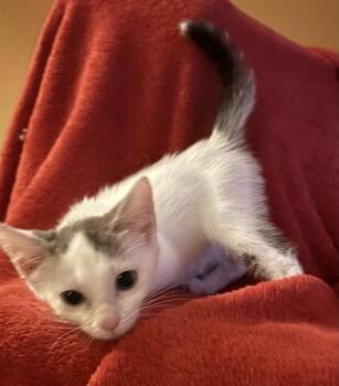 SHRIMP KEBAB -  Domestic Short Hair Cat for Adoption in Louisville, Kentucky - SHRIMP KEBAB | PetCurious