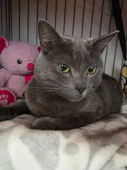 Russian Blue Cats Available for Adoption - Tatiana - A Quiet Sweetheart | PetCurious