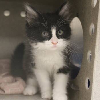 London -  Domestic Medium Hair Cat for Adoption in Yucca Valley, California - London | PetCurious