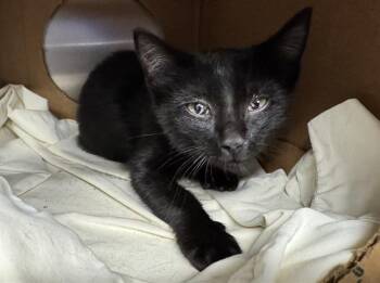 Rescue Domestic Short Hair Cats for Adoption in Brentwood, Missouri - SNOW | PetCurious