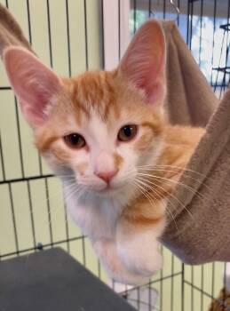 Charlie -  Domestic Short Hair Cat for Adoption in Westfield, New York - Charlie | PetCurious